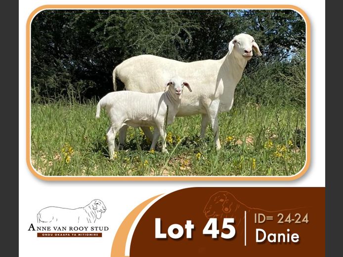 24-24 | ANNE VAN ROOY STUD