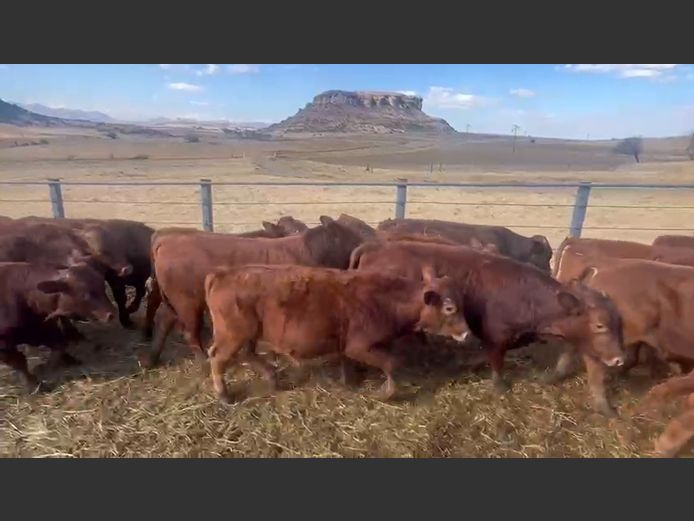 Weaners 