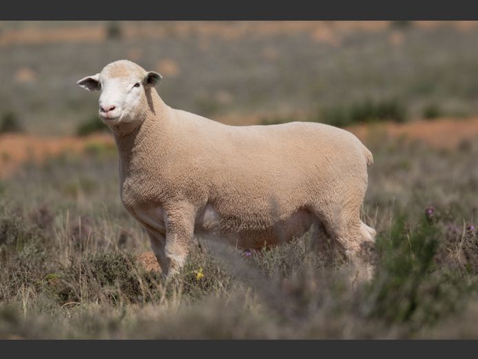DZ250236 | 2 STEYNS BOERDERY