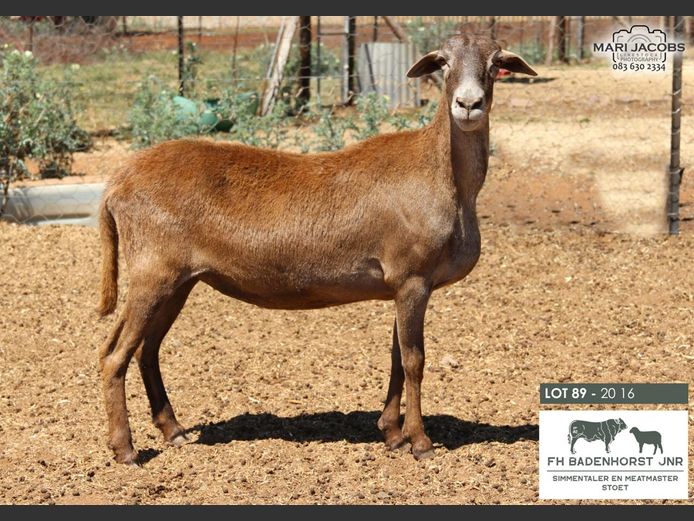 20-16 | FH Badenhorst JNR