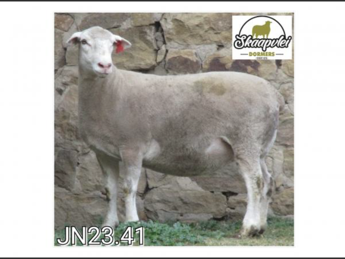 JN 230041 | J.J. NEL & SEUN