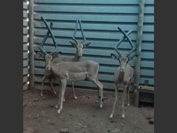 ROOIBOK | BUFFELSPOORT