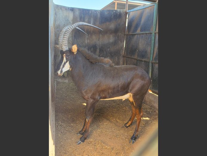 SABLE (not vat) | CJ VAN STADEN