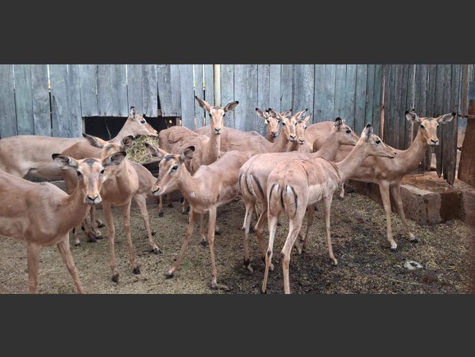 IMPALA | ZEEKOEVALLEY