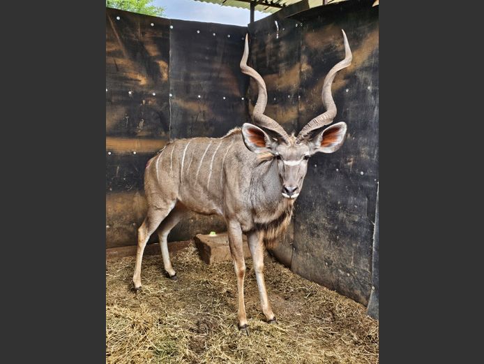 KUDU 50” | WATERBERG