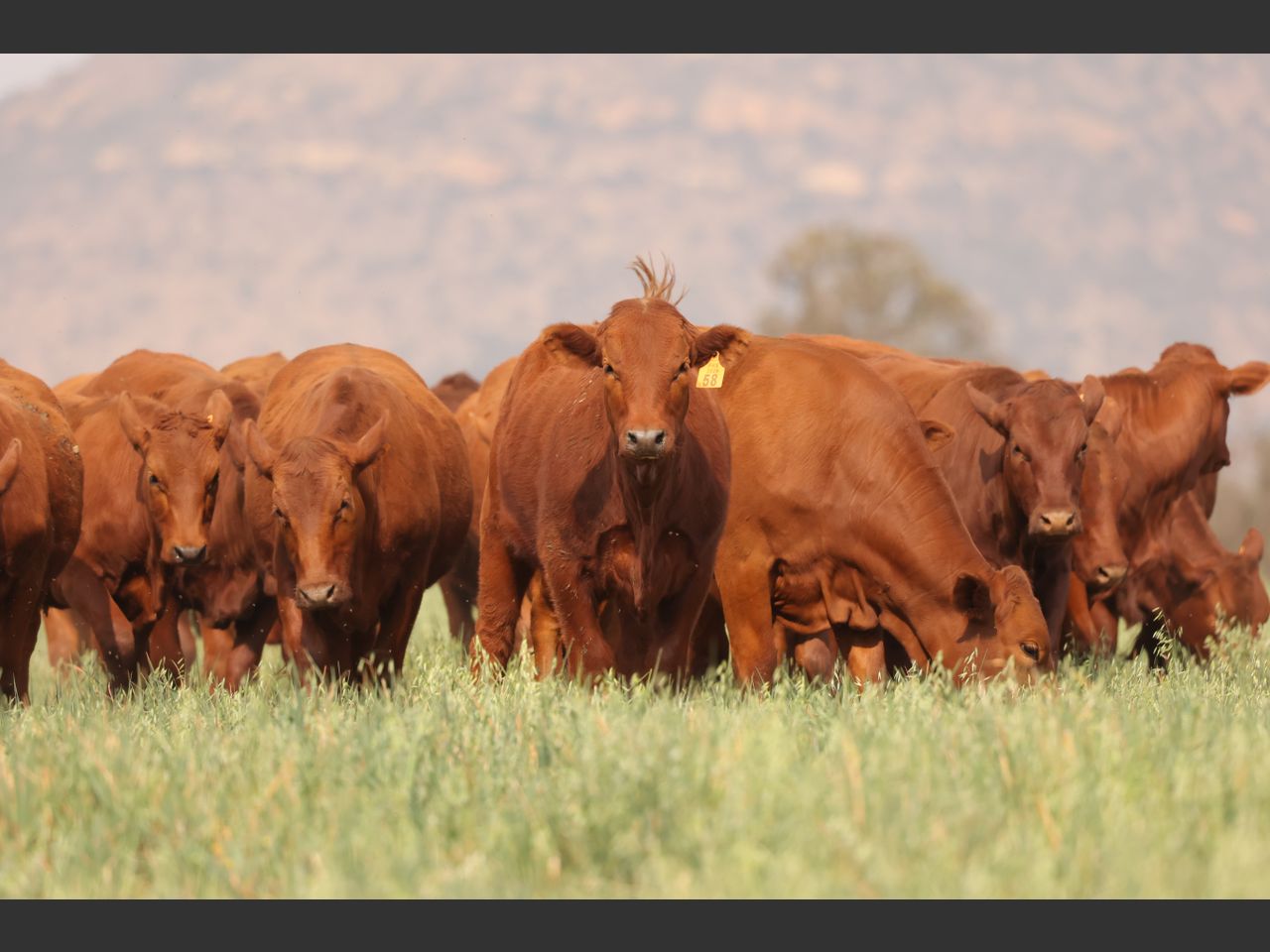 Lot 16 | PRESTIGE AANTEELVEILING | SwiftVEE | South Africa’s Leading ...