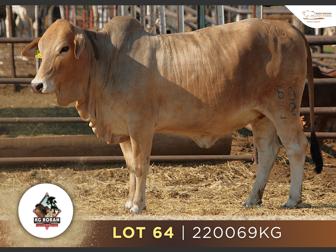 22-0069KG | GUNZEL BORAN