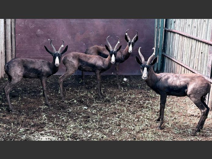 Swart Springbok Jagramme