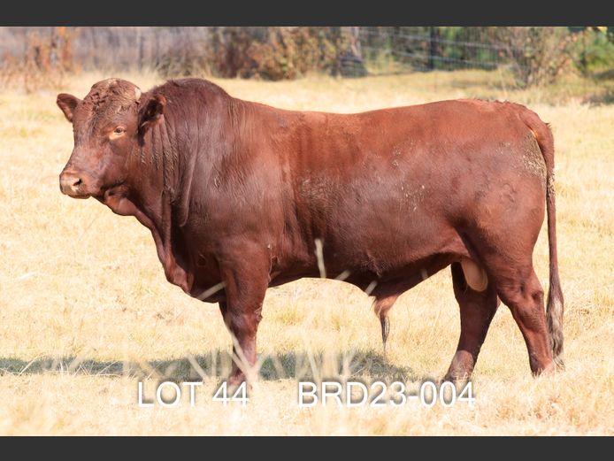 BRD 230004 | DIEPFONTEIN TRUST