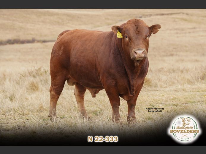 N 22-333 | MORGENTAL BOVELDERS