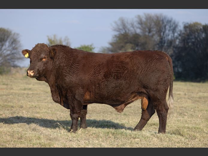 SF230118 | SKIETLAAGTE FARMS PTY LTD
