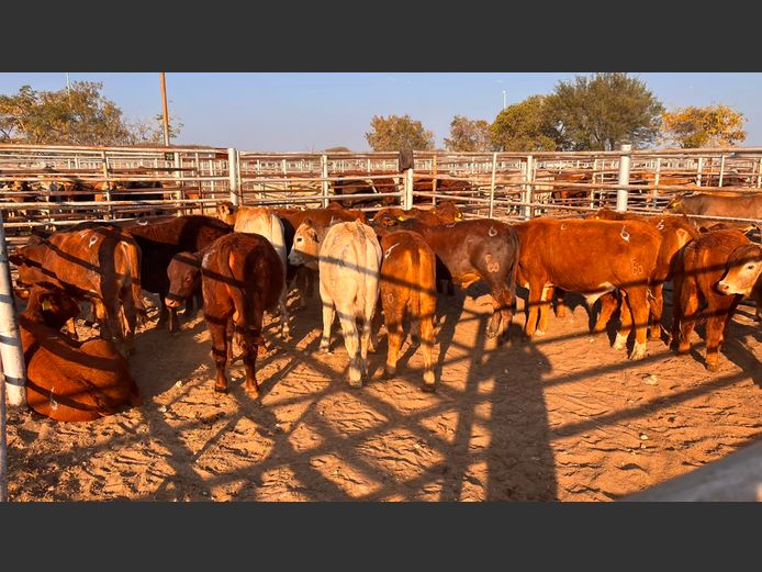 AGRA GROOTFONTEIN WEANER AUCTION