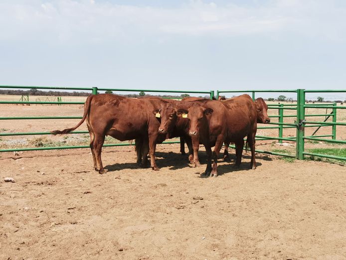 Commercial Females  - TKB Bonsmaras