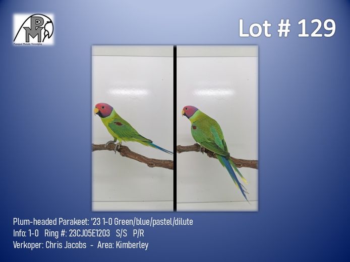 1-0 '23 Plum-headed Parakeet: Green/blue/pastel/dilute - Chris Jacobs