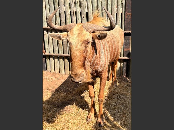 Goue Wildebees Bul