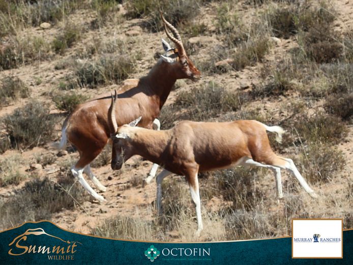 COPPER BLESBOK GROUP