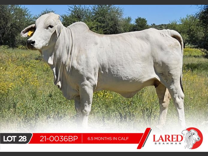 21-0036BP | LARED BRAHMAN