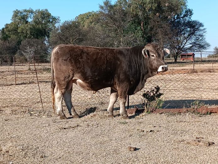 SWARTBULT JUNIOR | J.H. BEZUIDENHOUT