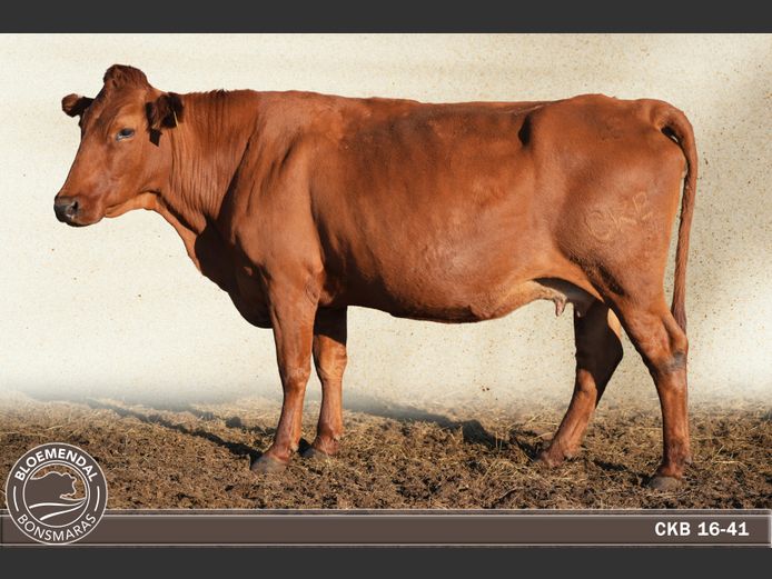 CKB160041 | CHRIS KRUGELL BLOEMENDAL