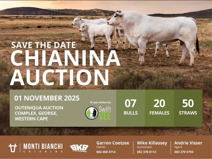 MONTI BIANCHI CHIANINA STUD AUCTION