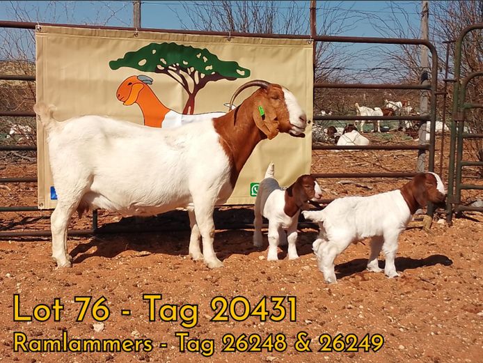 2003200431 | J.H. GOUWS