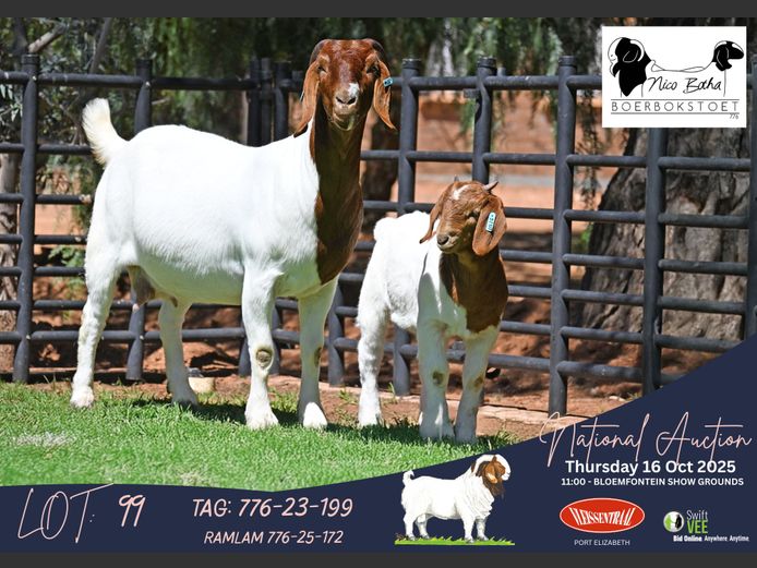 776-23-199 | Casper Byleveld (Nico Botha Boerbokstoet)