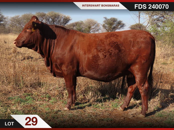 FDS 240070 | INTERSWART INGDIENSTE EDMS BPK