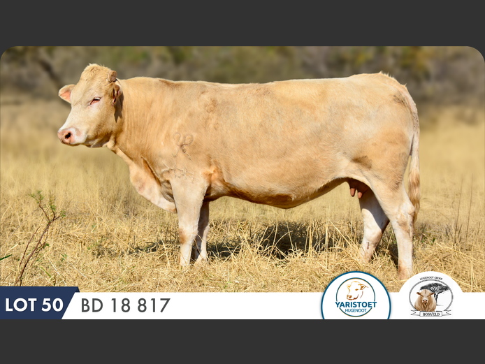 BD180817 HH | YARI STUD