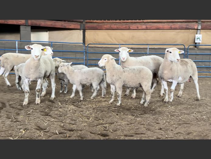 Commercial Animals | Heyman Dormers
