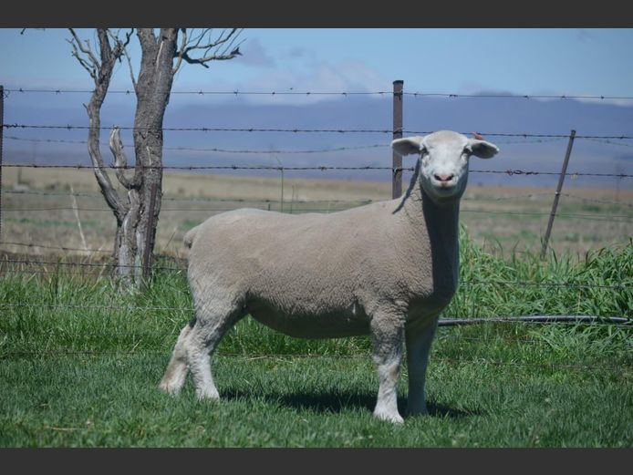 T 240258 | TWEE BROERS DORMER STOET