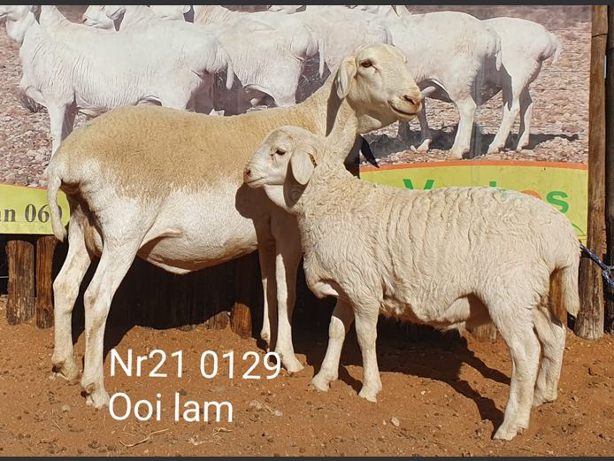 21-129 | Johan Stadler