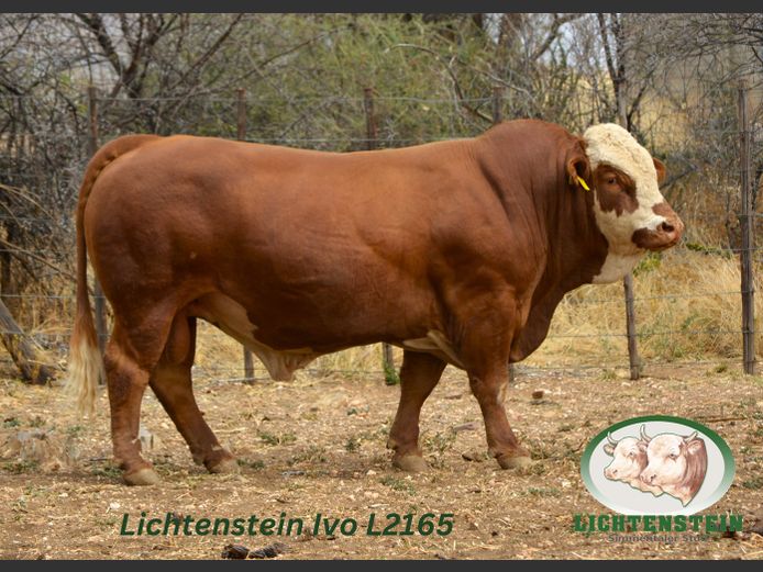 L2165 | LICHTENSTEIN SIMMENTALER