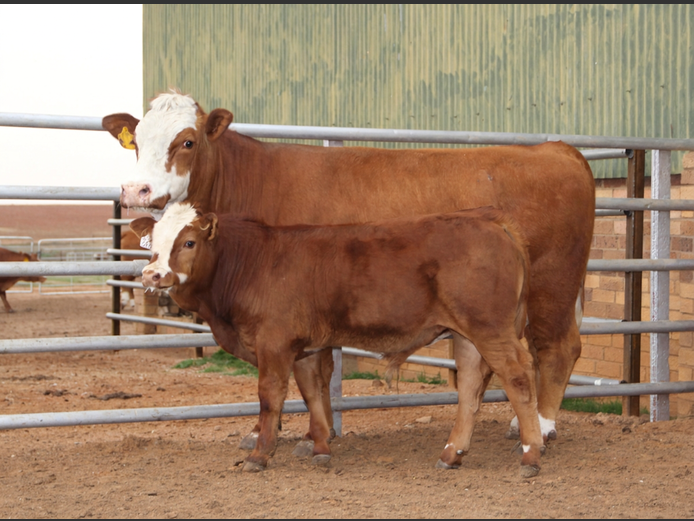 E21150 | EE SCHULENBURG