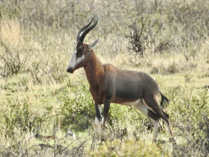 Masker Blesbok | Cillfaris (P Cilliers)