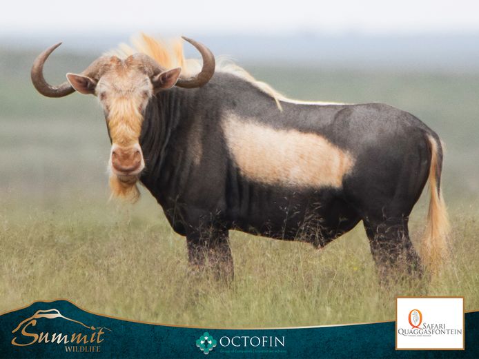 29 4/8" KING WILDEBEEST BULL "BEAST"