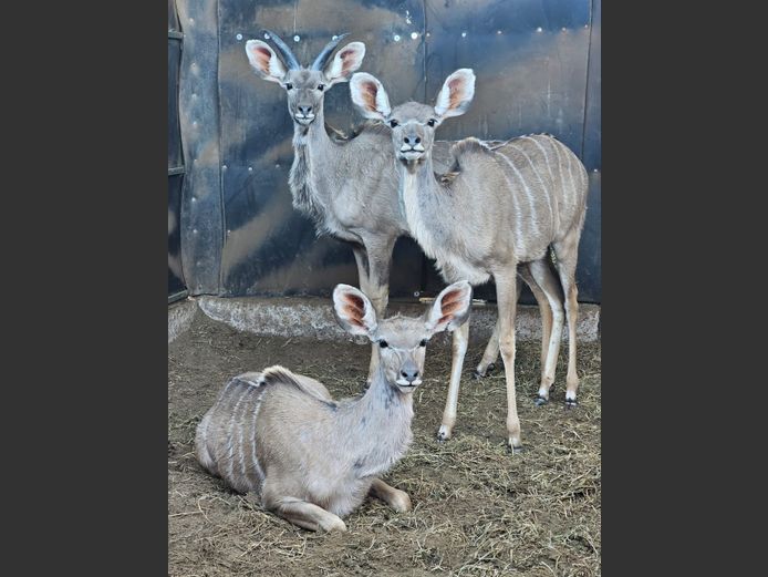 KUDU | C.P. KLOPPERS