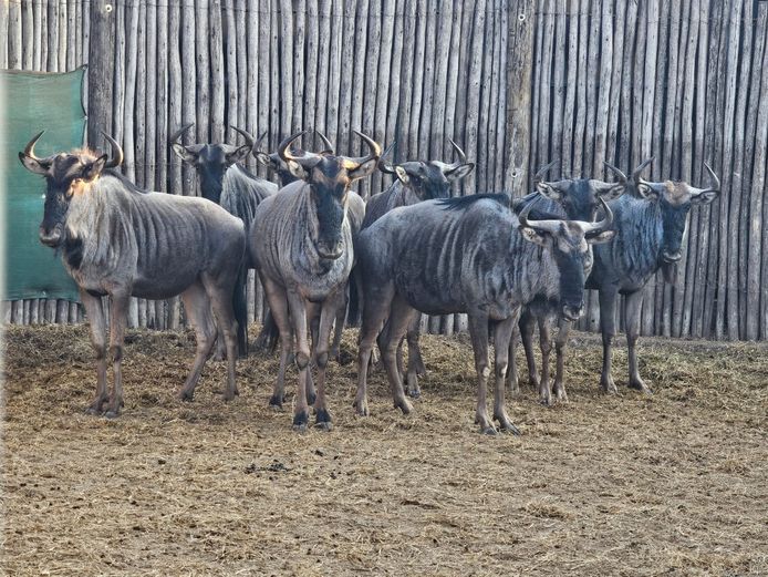 BLUE WILDEBEEST | DAGBREEK