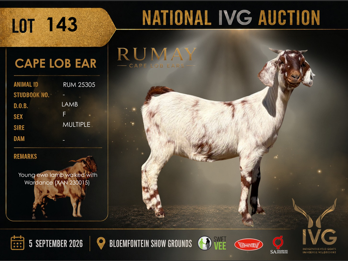 RUM 25305 | RUMAY STOET