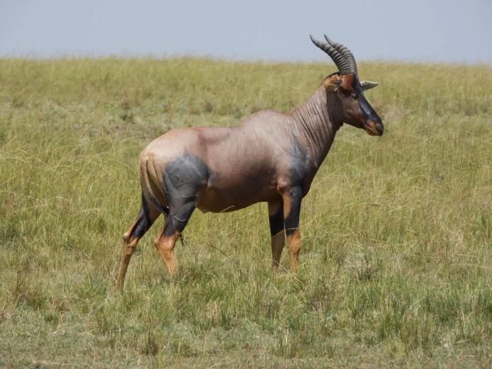 Tsessebe Bulls  | SANParks - Mokala National Park