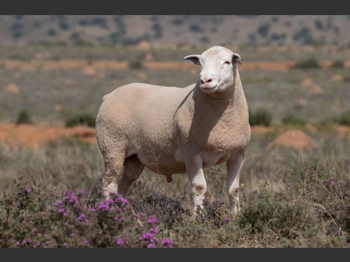 DZ250106 | 2 STEYNS BOERDERY