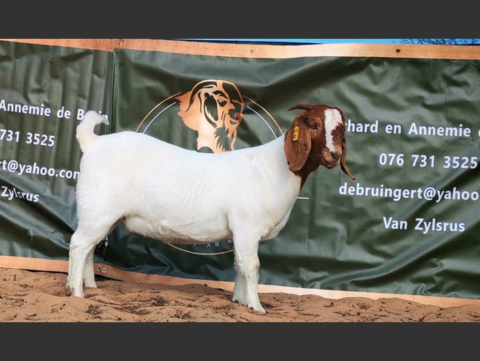 832250066 | A. DE BRUIN