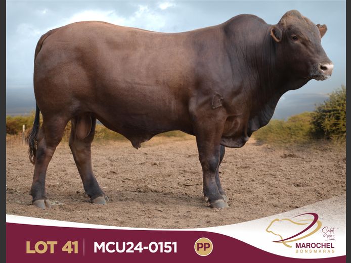MCU240151 PP(c)