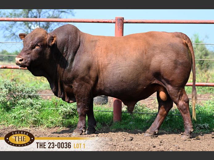 THE 230036 | J.A. PIENAAR