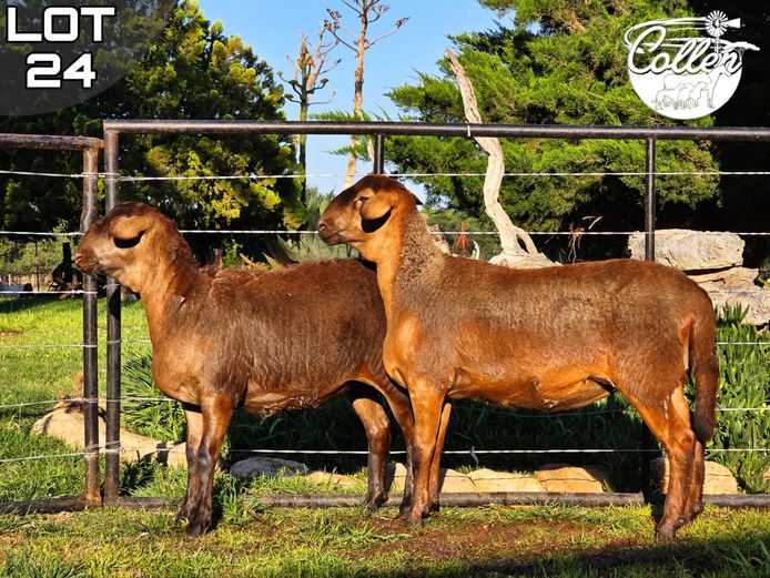 CCS250057 | Collen Boerdery