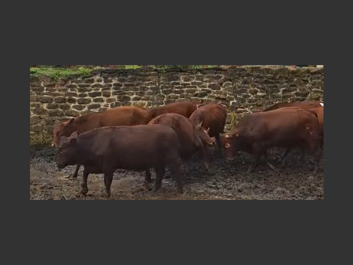 Cattle 