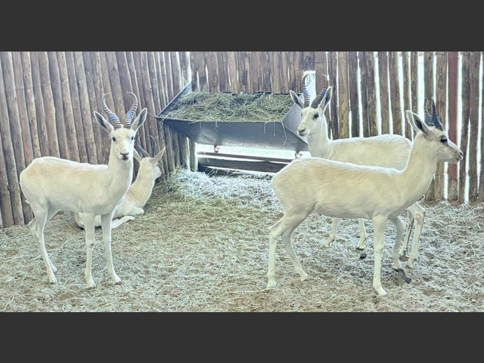 Wit Springbok Jagramme