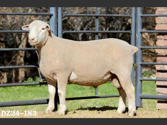 DZ 240183 | 2 STEYNS BOERDERY