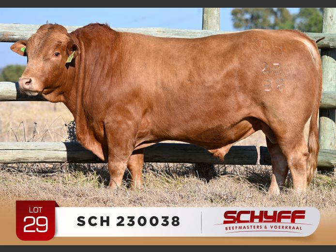 SCH 230038
