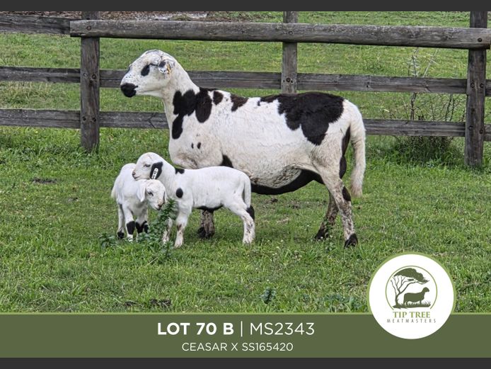 MS 23 0043 | MR S.T.R. MAINS-SHEARD