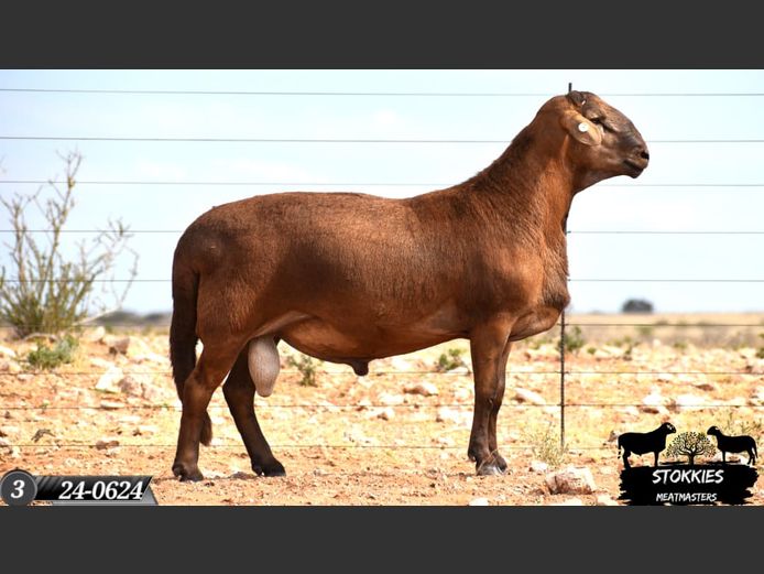 HWH24-0612 | Stokkies Meatmasters